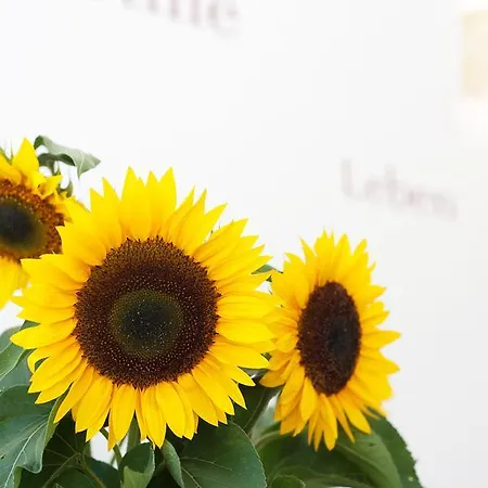 パイエルバッハーホーフ 3*